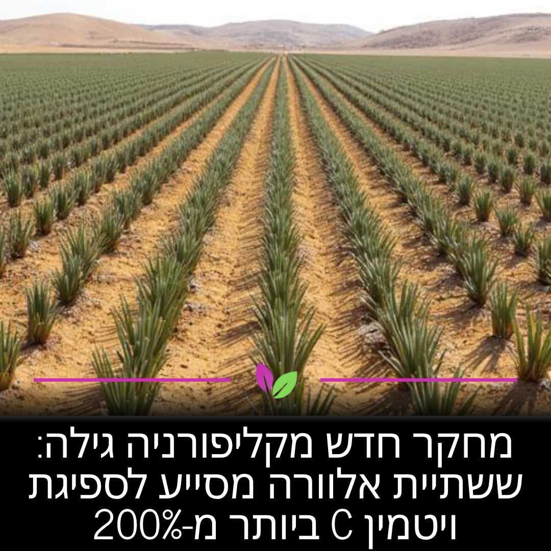 מחקר מקליפורניה גילה ששתיית אלוורה משפרת את זמינות הוויטמינים בגוף. היא מעלה את ספיגת ויטמין C ביותר מ-200%, מה שאומר שאתם מקבלים הרבה יותר הגנה וייצור קולגן מכל פרי או תוסף שאתם צורכים.
