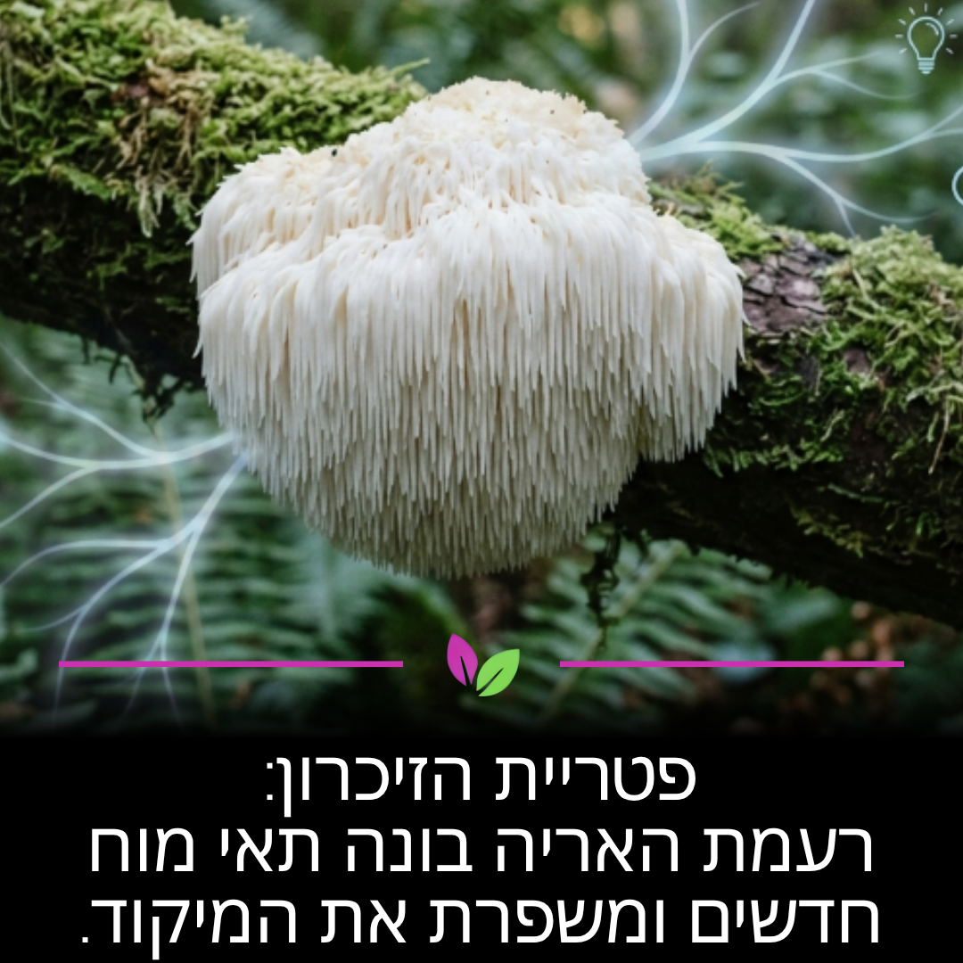 פטריית "רעמת האריה" מכילה רכיבים המעודדים ייצור של גורם צמיחה עצבי (NGF). זה אומר שאתם ממש עוזרים למוח שלכם להשתקם, לשפר את הזיכרון ולהשיג רמת מיקוד גבוהה שלא הכרתם בעבודה או בלימודים.