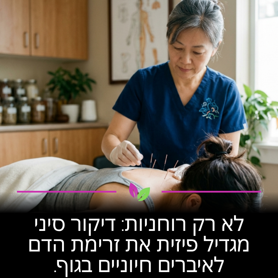 דיקור סיני הוכח מדעית כמשפר את המיקרו-סירקולציה בגוף. החדרה של מחטים דקיקות מעודדת הרחבת כלי דם והזרמת דם מוגברת לאיברים חיוניים. זהו כלי פיזיולוגי עוצמתי לשיקום רקמות והפחתת כאבים כרוניים.