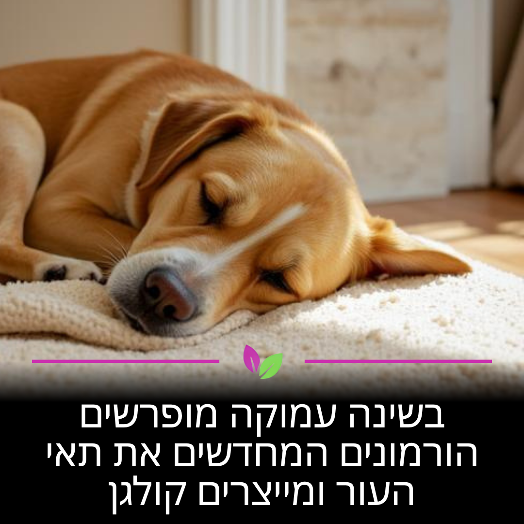 בזמן שאתם ישנים עמוק, הגוף שלכם הופך למפעל לייצור קולגן. הורמוני גדילה שמופרשים בלילה מחדשים את תאי העור הפגועים ומתקנים נזקי שמש. שינה איכותית היא הדרך שלכם להתעורר עם עור מוצק ורענן יותר.